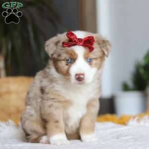 Coogee, Miniature Australian Shepherd Puppy